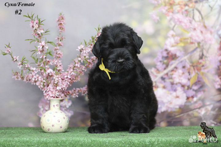 Русский черный терьер щенок (сука)