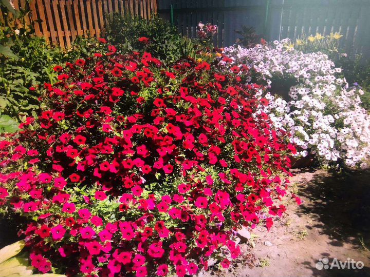 Рассада петунии сортовая
