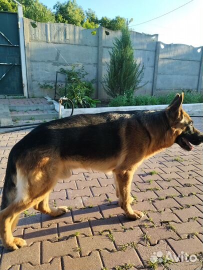 Вязка для продолжения родословной