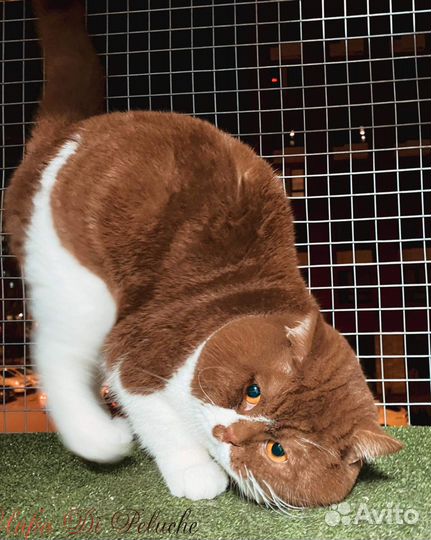 Британский котёнок шоколад биколор