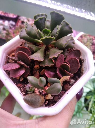 Адромискус