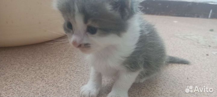 Маленькие котята ищут новый дом