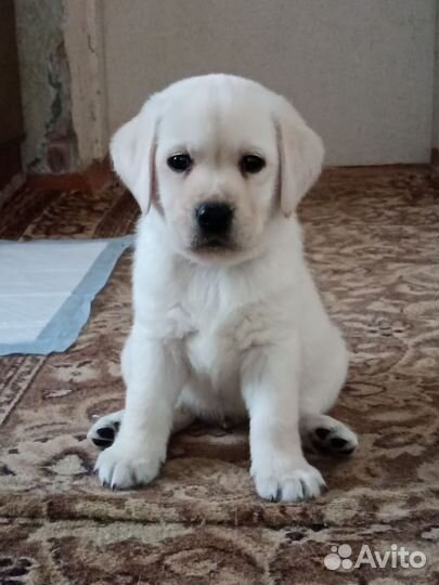 Щенки лабрадора 2 мальчика