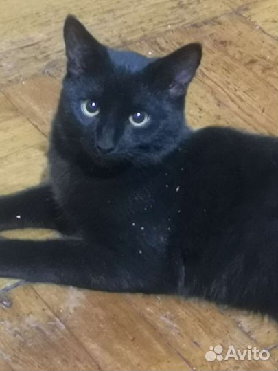 Кот в добрые руки