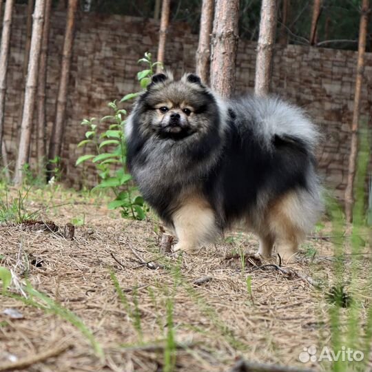 Кобель волчьего окраса вязка