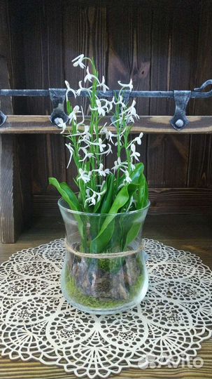 Любка двулистная или ночная фиалка. В композиции