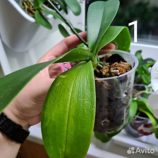 Орхидея фаленопсис сакура