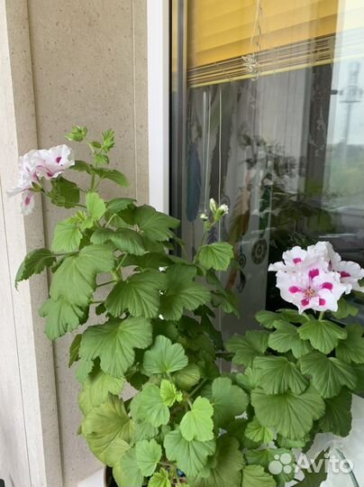 Пеларгония герань