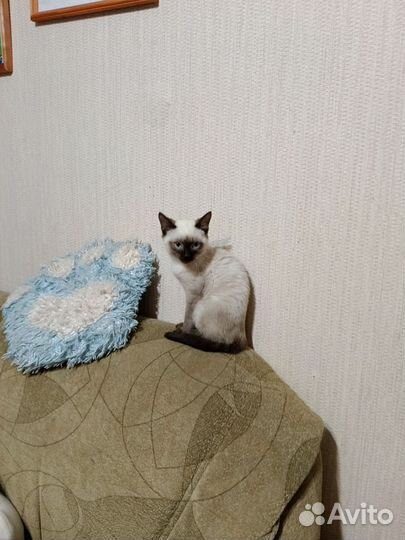 Кошка в дар