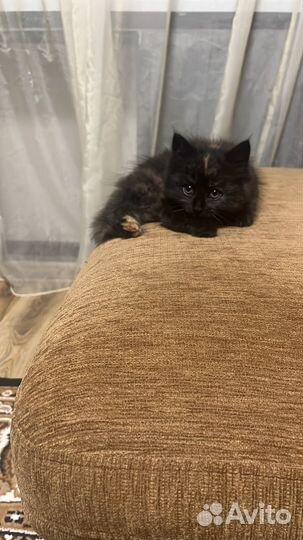 Найдена кошка