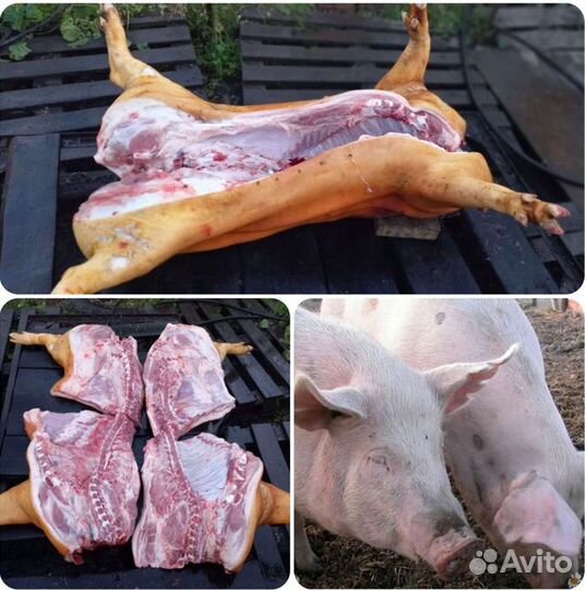 Мясо домашней свинины
