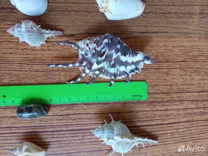 Ракушки набор