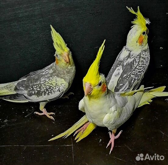 Попугай корелла какарик