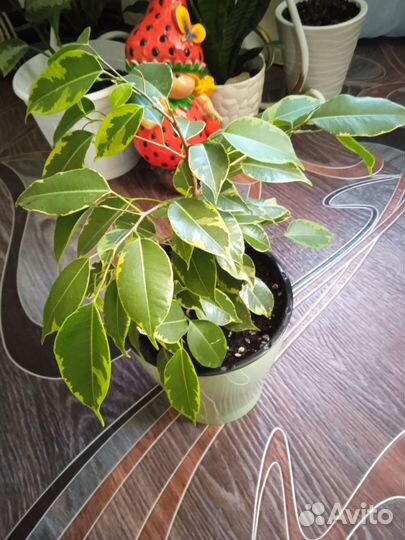 Замиокулькас, спатифиллум и др.комнатные цветы