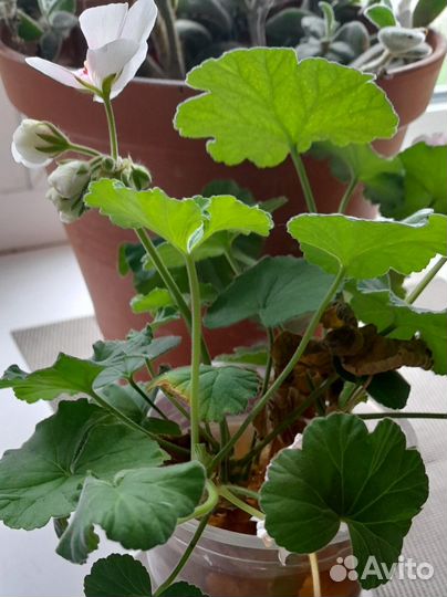 Пеларгония герань