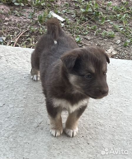 Щенки дворяне