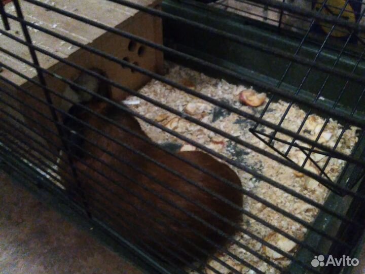 Морские свинки