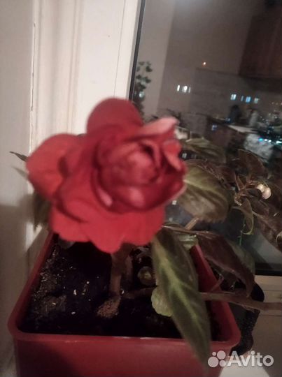 Бальзамин (огонек, плакучий Ванька)