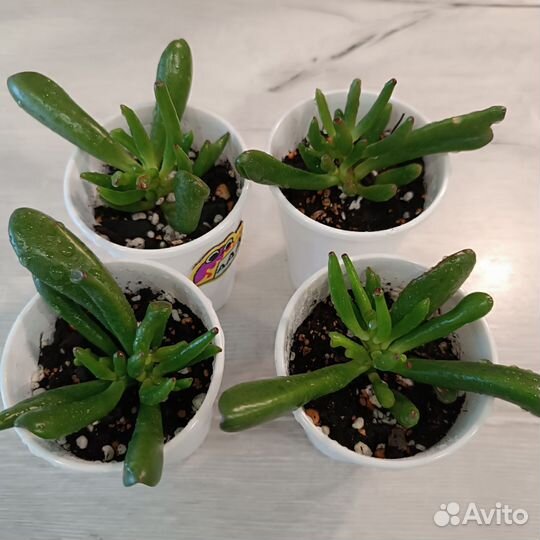 Крассула хоббит (4 шт)