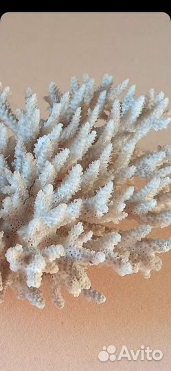 Коралл в аквариум