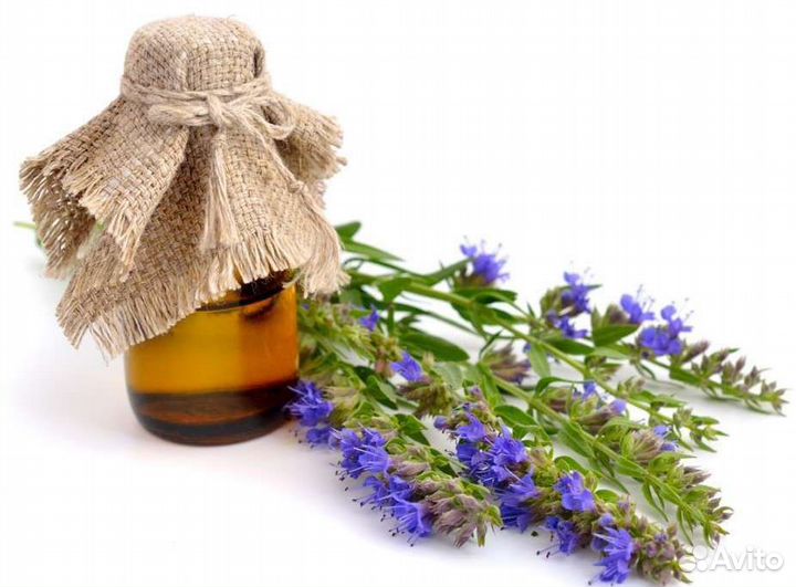 Иссоп лекарственный