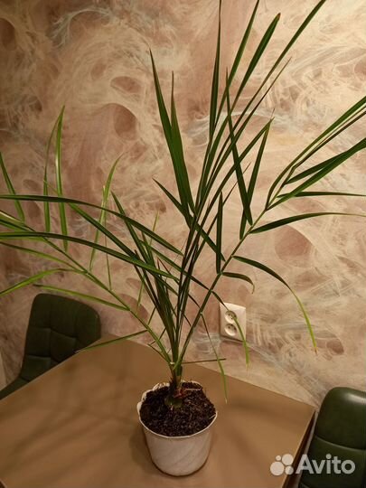 Финиковая пальма