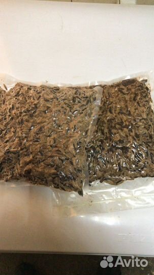 Личинка Черной львинка замороженная