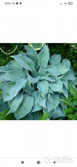 Хоста Халцион