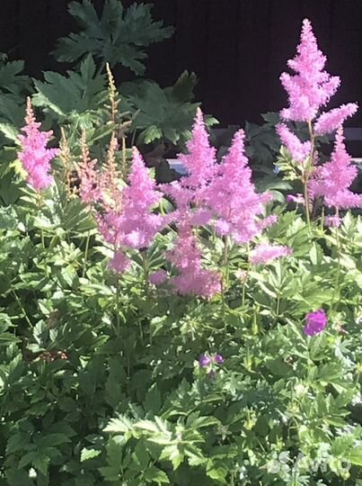 Цветы для сада (многолетники)