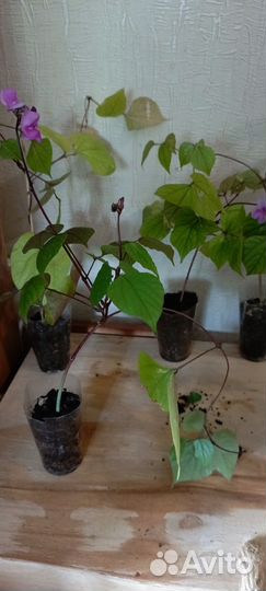 Рассада вьющийся сирени