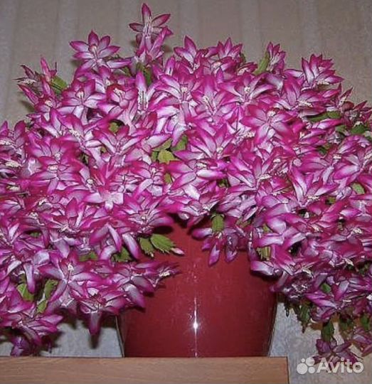 Декабрист 3+1 подарок