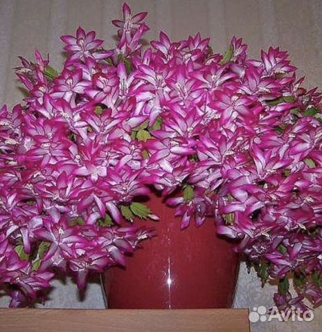 Декабрист 3+1 подарок