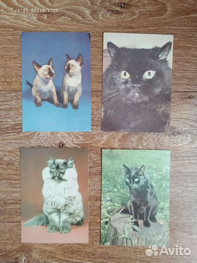 Кошечки Котята Открытки Чехия