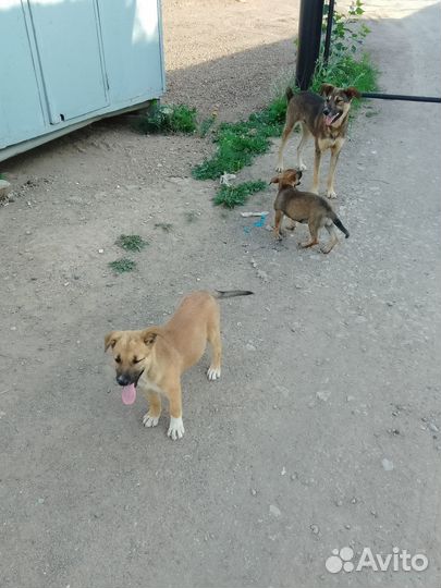 Добрый щенок и ещё