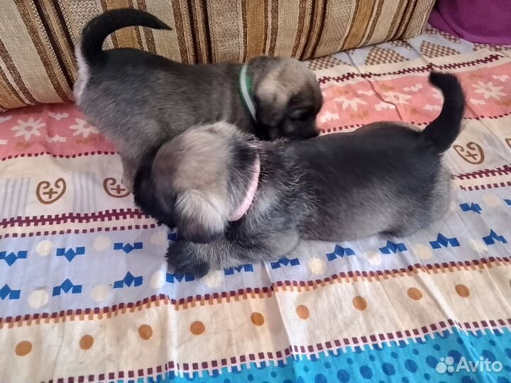 Цвергшнауцер щенки перец с солью