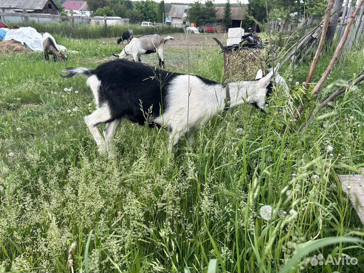 Коза Альпийская