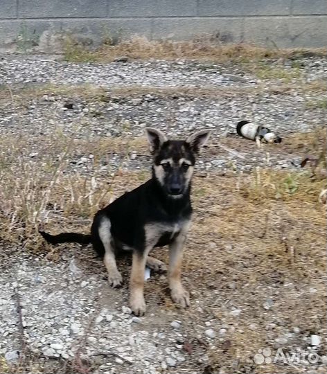 Щенок не крупной собаки