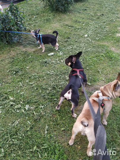 Догситтер,зооняня