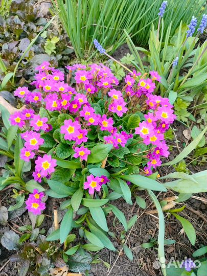 Цветы,Растения разные многолетние