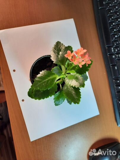 Домашние цветы цветущие