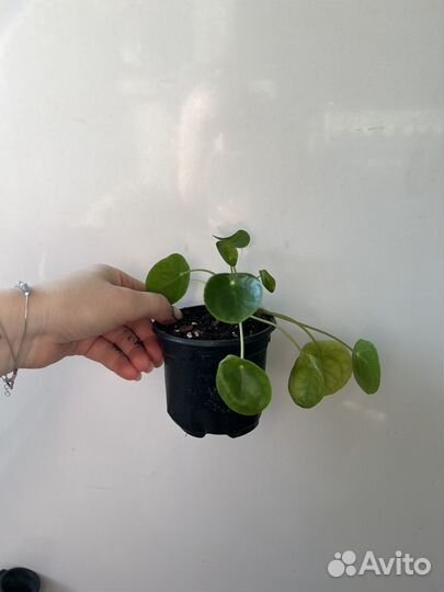 Пилея Пеперомиевидная