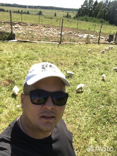 Гуси копченые и вяленые Оптом от производителя