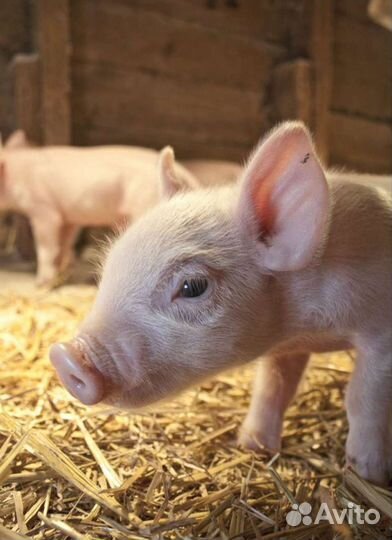 Поросята
