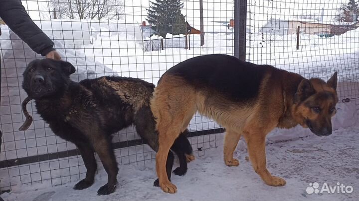 Немецкая овчарка