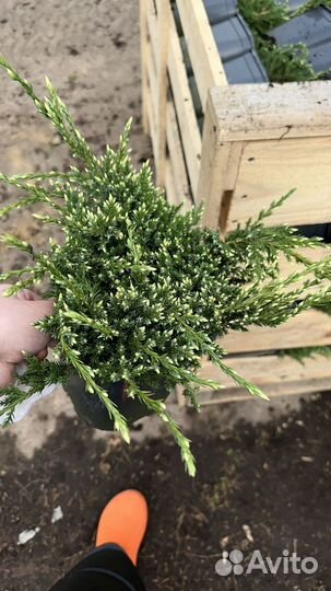 Можжевельник литл джоанна