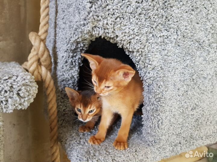 Абиссинские котята