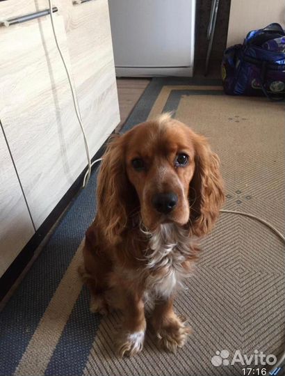 Передержка собак в домашних условиях