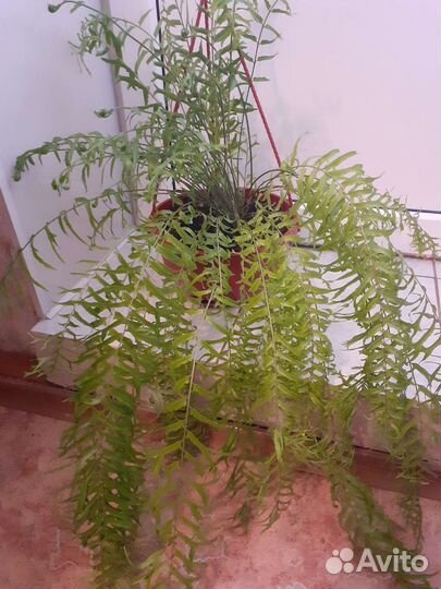 Папоротник нефролепис Фальката