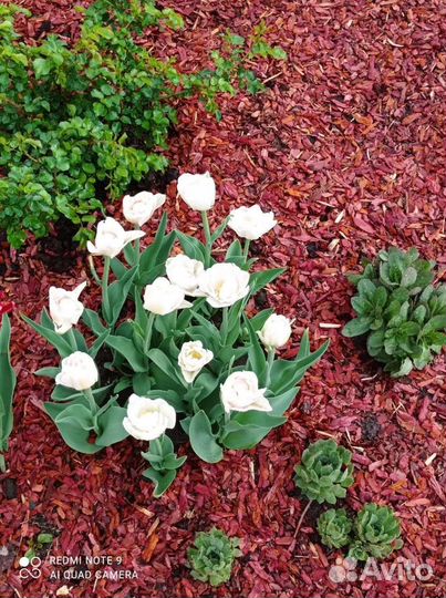 Мульча кора лиственницы