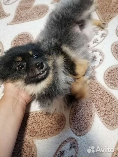 Щенок немецкий шпиц